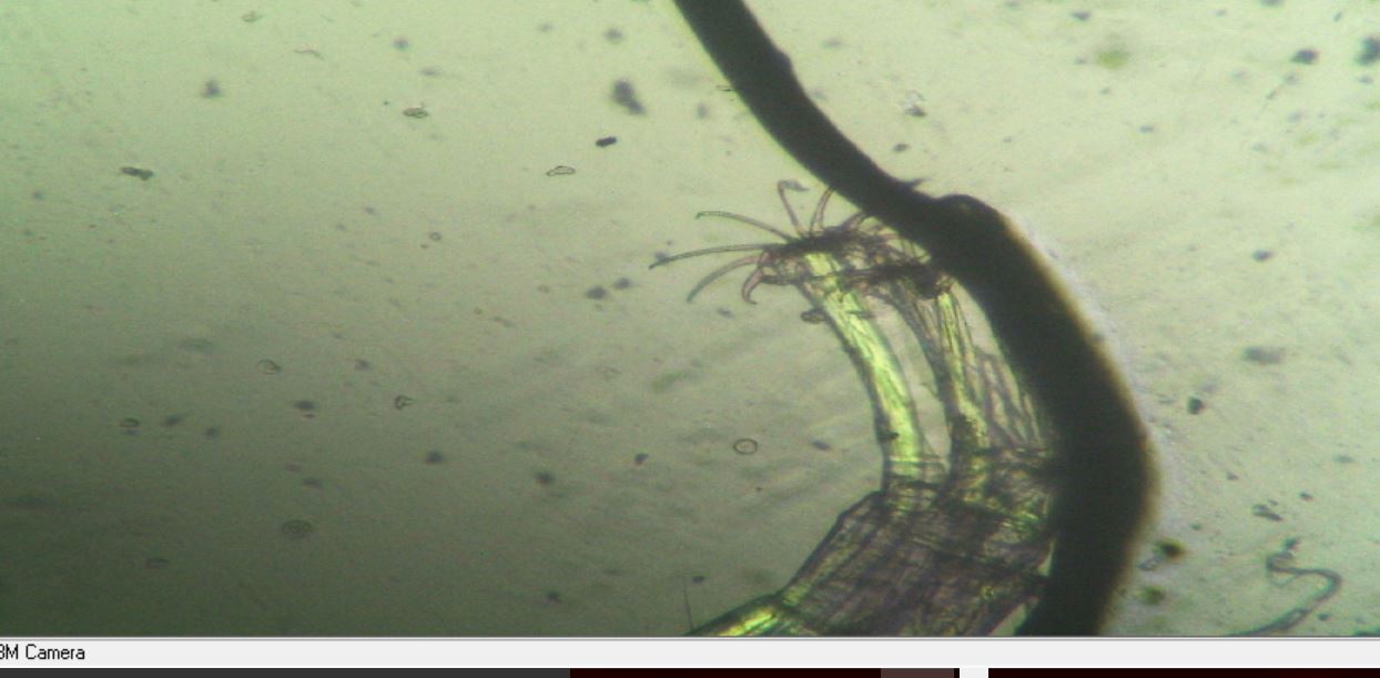 chironomus